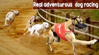 Swift Canine Track Runner