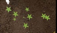 Veggie Patch Idle Clicker