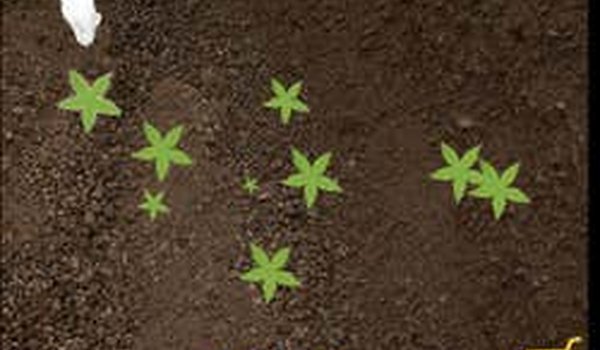 Veggie Patch Idle Clicker